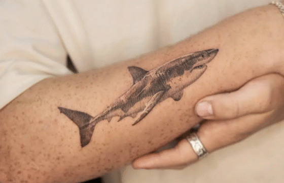 Great White Shark in Motion